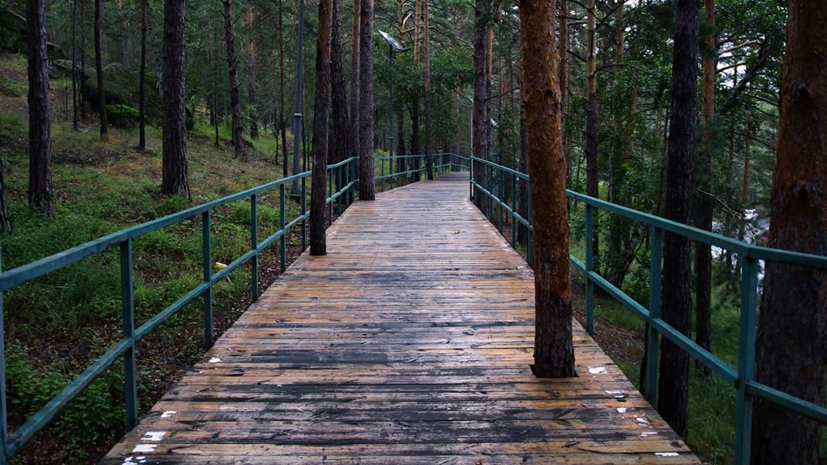 forest bathing – naturtherapie und mentale gesundheit