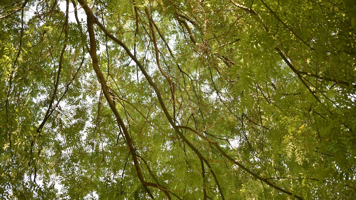 green spaces relaxation – naturtherapie und mentale gesundheit