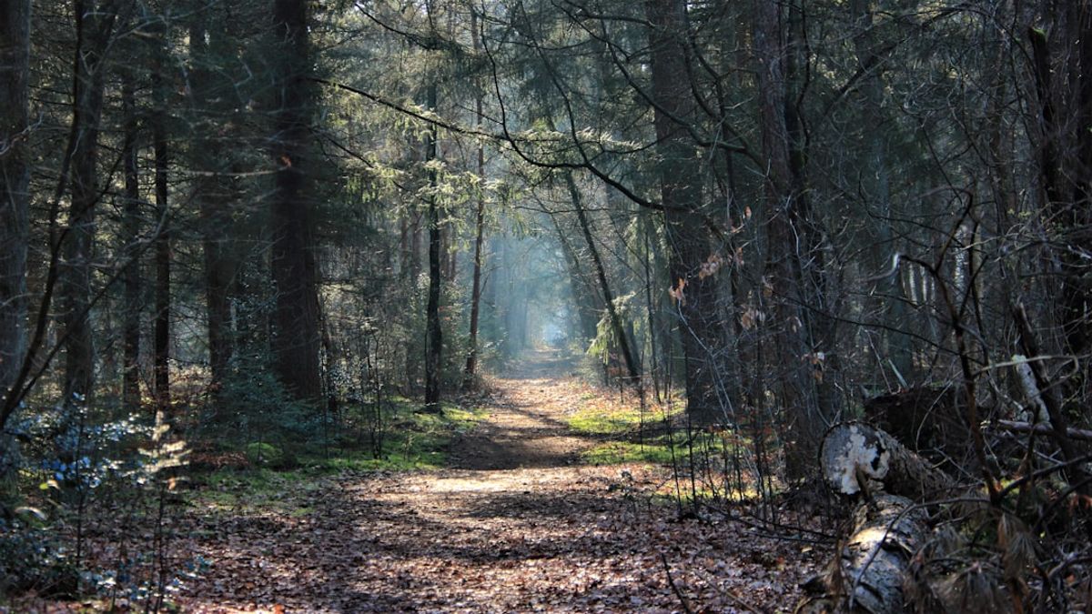 nature therapy personal stories – naturtherapie und mentale gesundheit