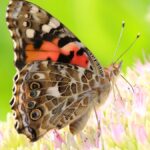 Naturtherapie und mentale Gesundheit in grünen Räumen.