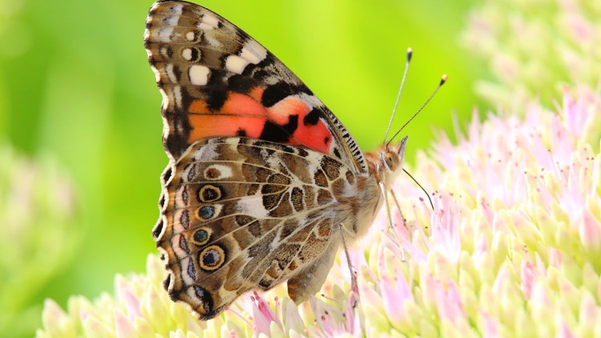 Naturtherapie und mentale Gesundheit in grünen Räumen.