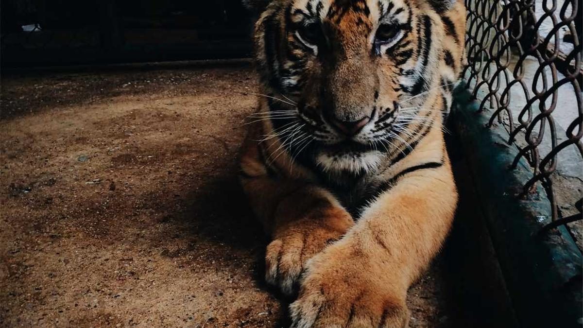 Kreativität als Ventil für psychisches Wohlbefinden