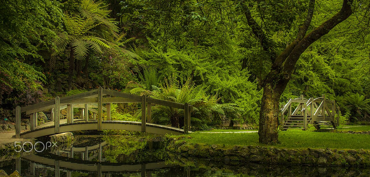 peaceful forest light (foto: David Alexander / CC BY 3.0, Wikimedia Commons)
