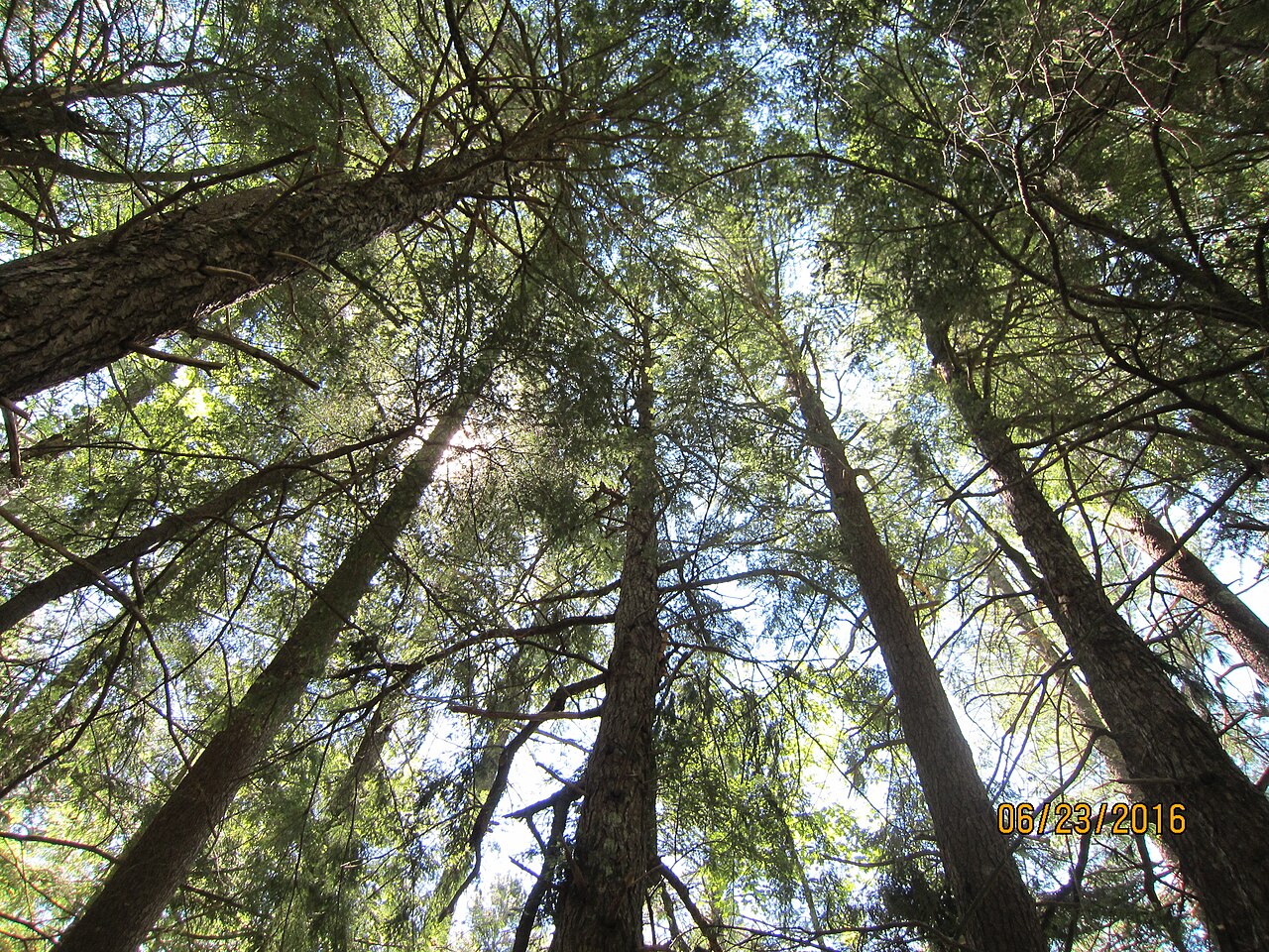 peaceful forest light (foto: usfs_Eastern_Region / Public domain, Wikimedia Commons)